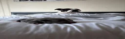 Staffordshire Bull Terrier dogs for sale: Beautiful Staffordshire Bull Terrier Pups - Advert 10