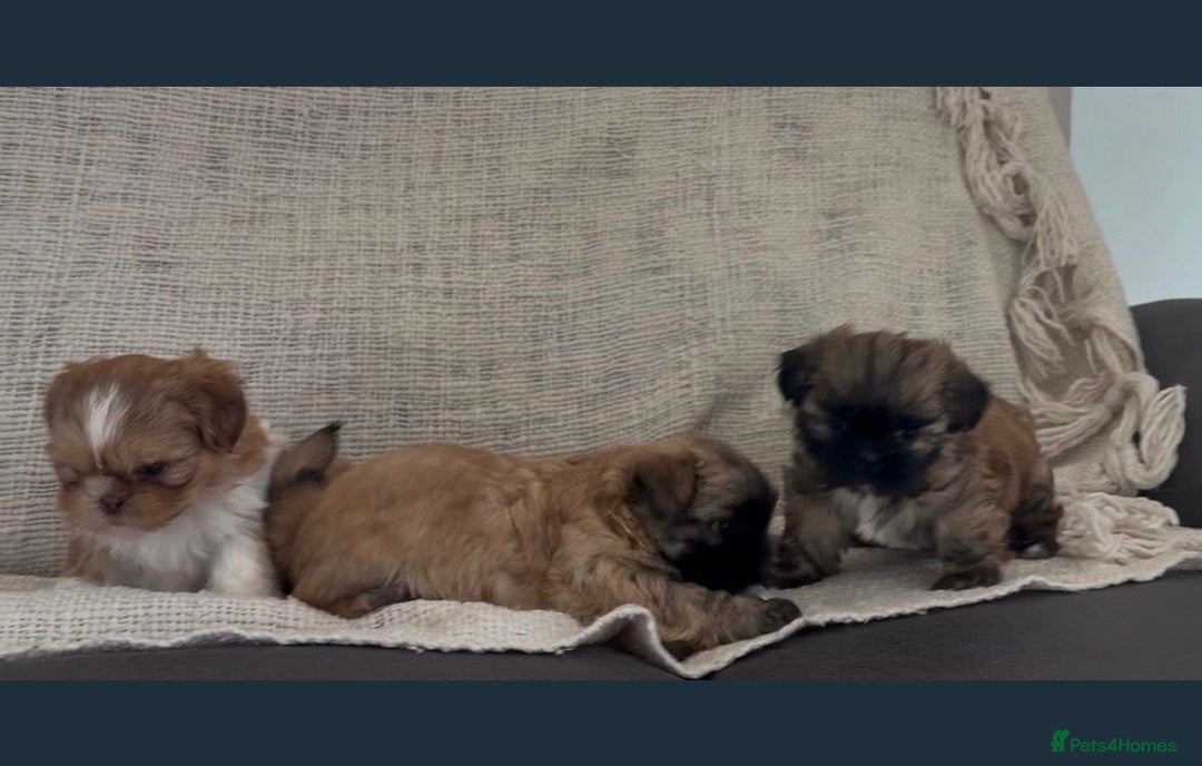 Shih Tzu dogs for sale: Shihtzu imperial - Advert 3