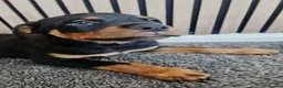 Rottweiler dogs for sale: Exceptional Rottweiler Pups- ONE GIRL LEFT. - Advert 27