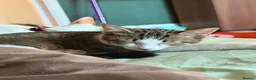 Domestic Shorthair cats for sale: Kitten for sale - Advert 2