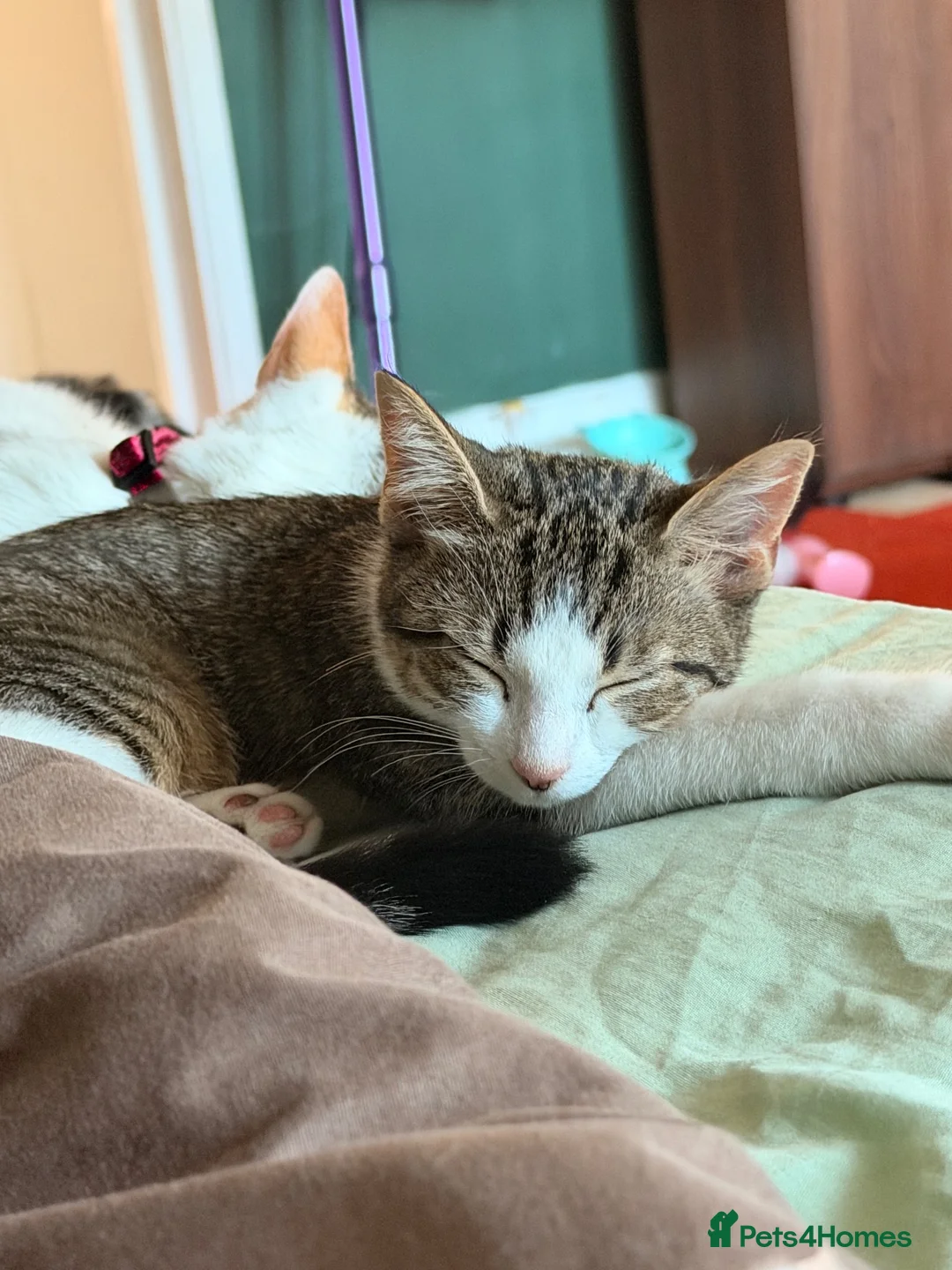Domestic Shorthair cats for sale: Kitten for sale - Advert 2