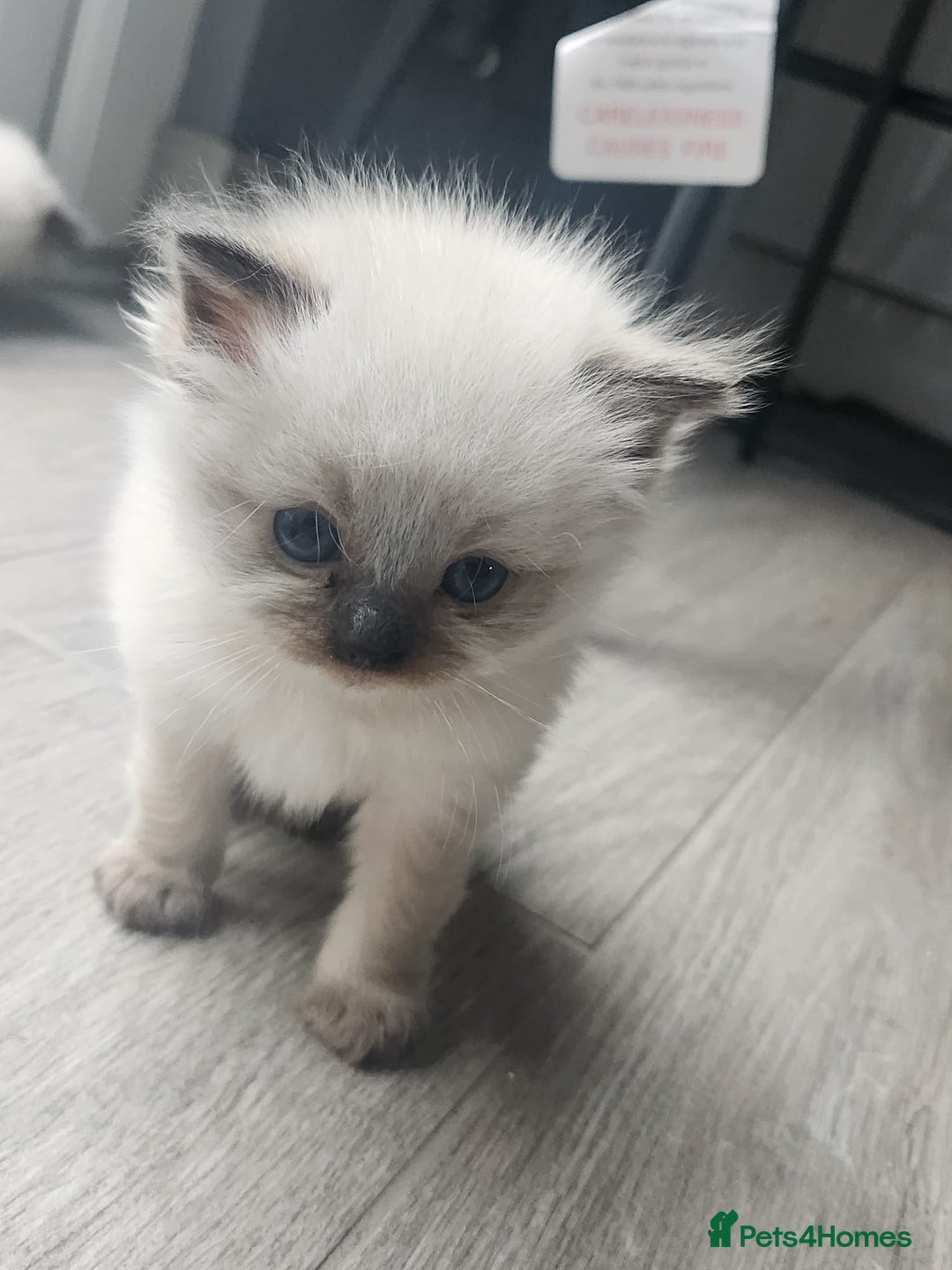 Ragdoll cats for sale: Ragdoll kittens - Image 3