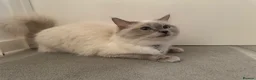 Ragdoll cats for sale: TICA Pedigree Ragdolls Kittens  - Advert 4