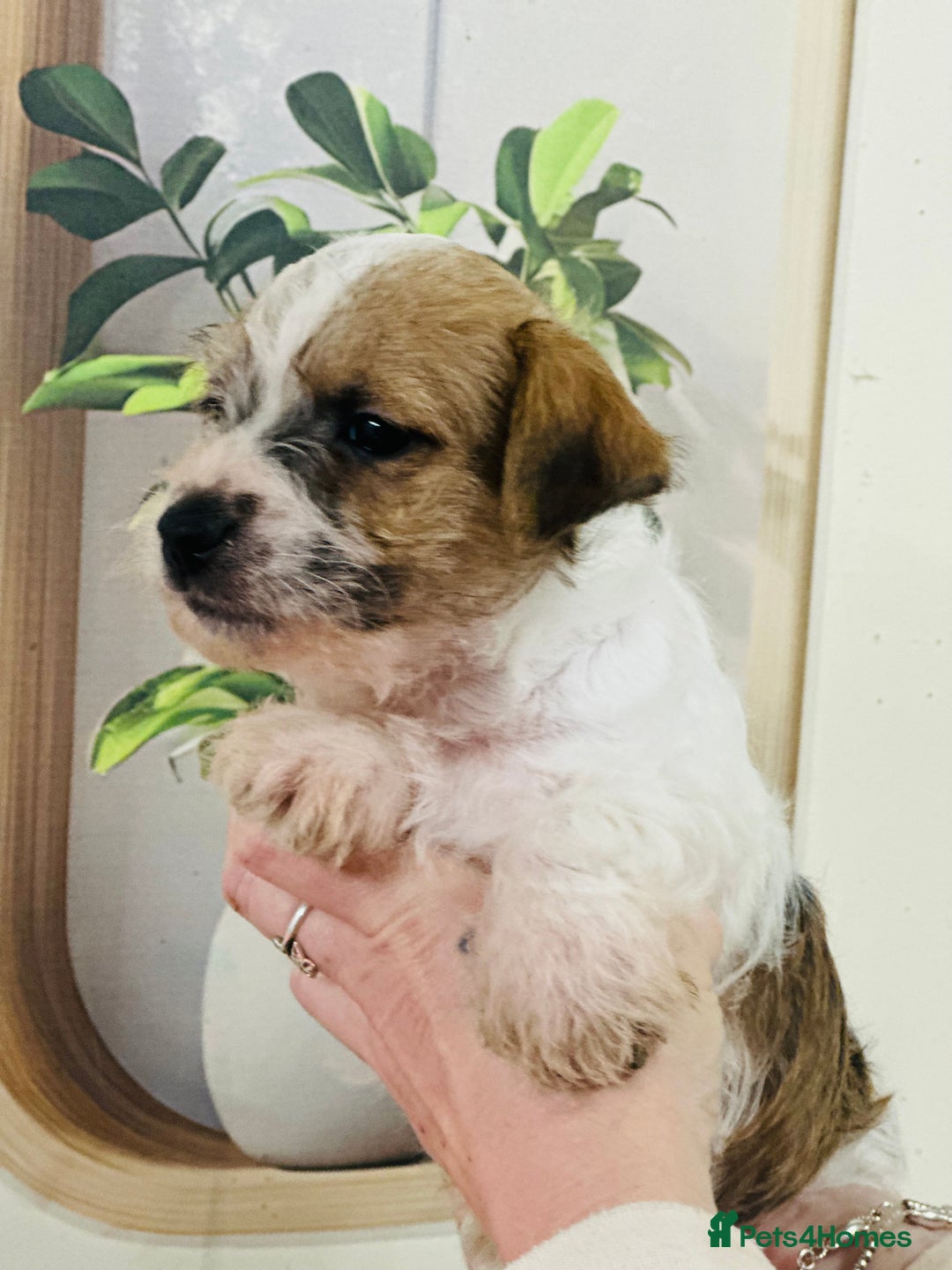 Jack Russell dogs for sale: Fine examples of jr pups 🐶  - Advert 4