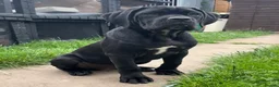 Cane Corso dogs for sale: Cane Corso Female Puppy, Grand Champion Bloodline - Advert 1