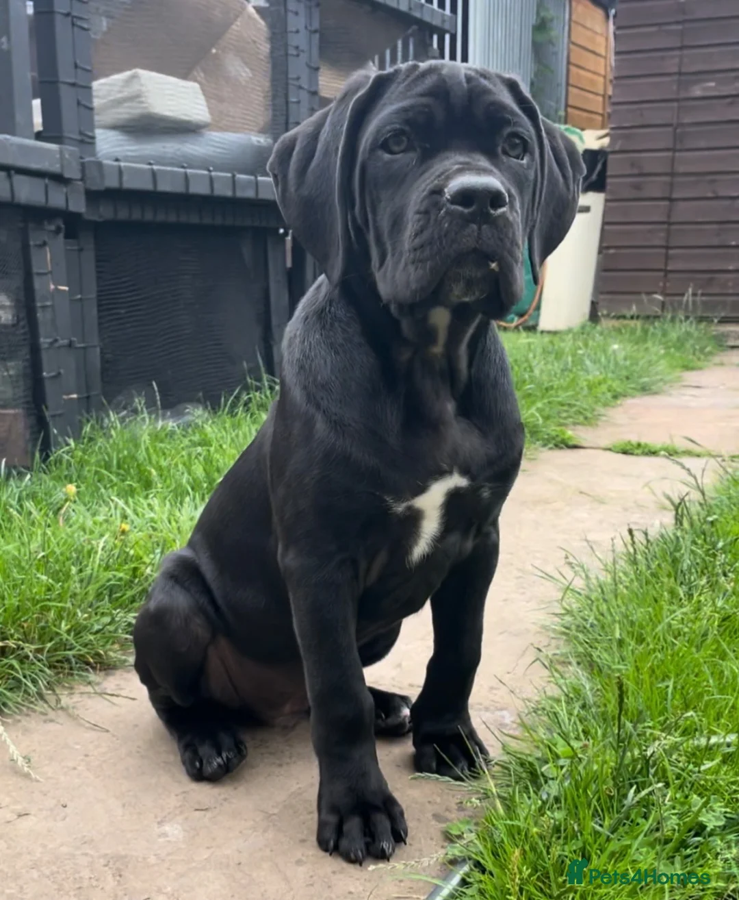 Cane Corso dogs for sale: Cane Corso Female Puppy, Grand Champion Bloodline - Advert 1