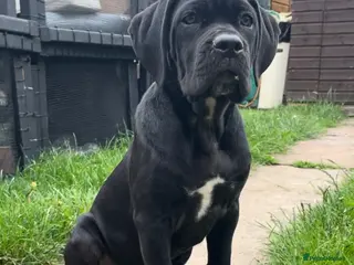 Cane Corso dogs Cane Corso Female Puppy, Grand Champion Bloodline - Advert 1