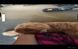Mixed Breed dogs for sale: Stunning jackapoo x cocapoo puppies - Image 33