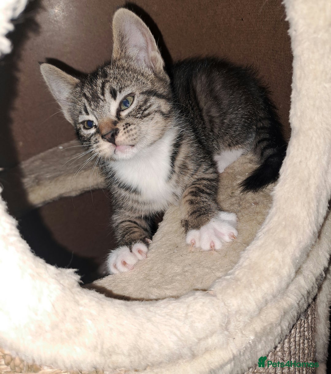 Mixed Breed cats for sale: Beautiful bundles of fun  - Advert 10