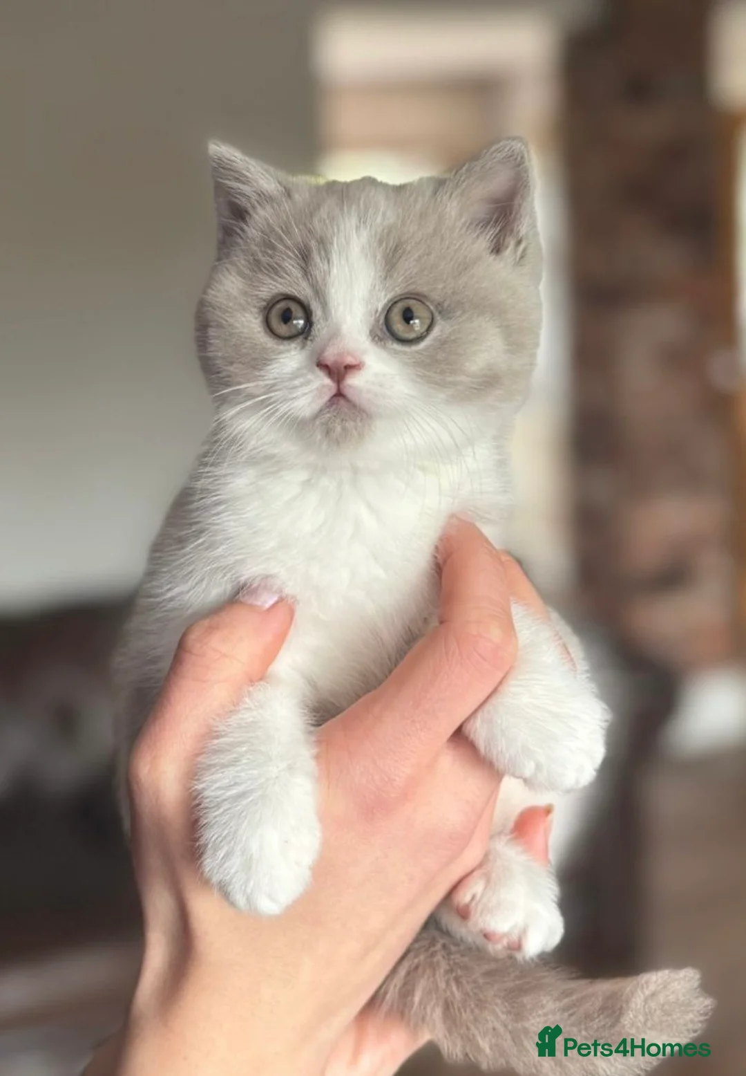 British Shorthair cats for sale: Adorable lilac bi colour boy - Advert 1