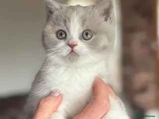British Shorthair cats Adorable lilac bi colour boy - Advert 1