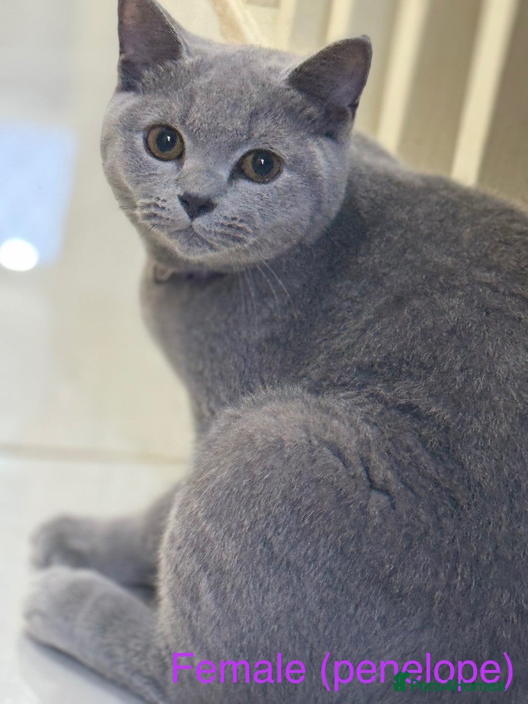 British Shorthair cats for sale: British short hair male and female  - Image 3