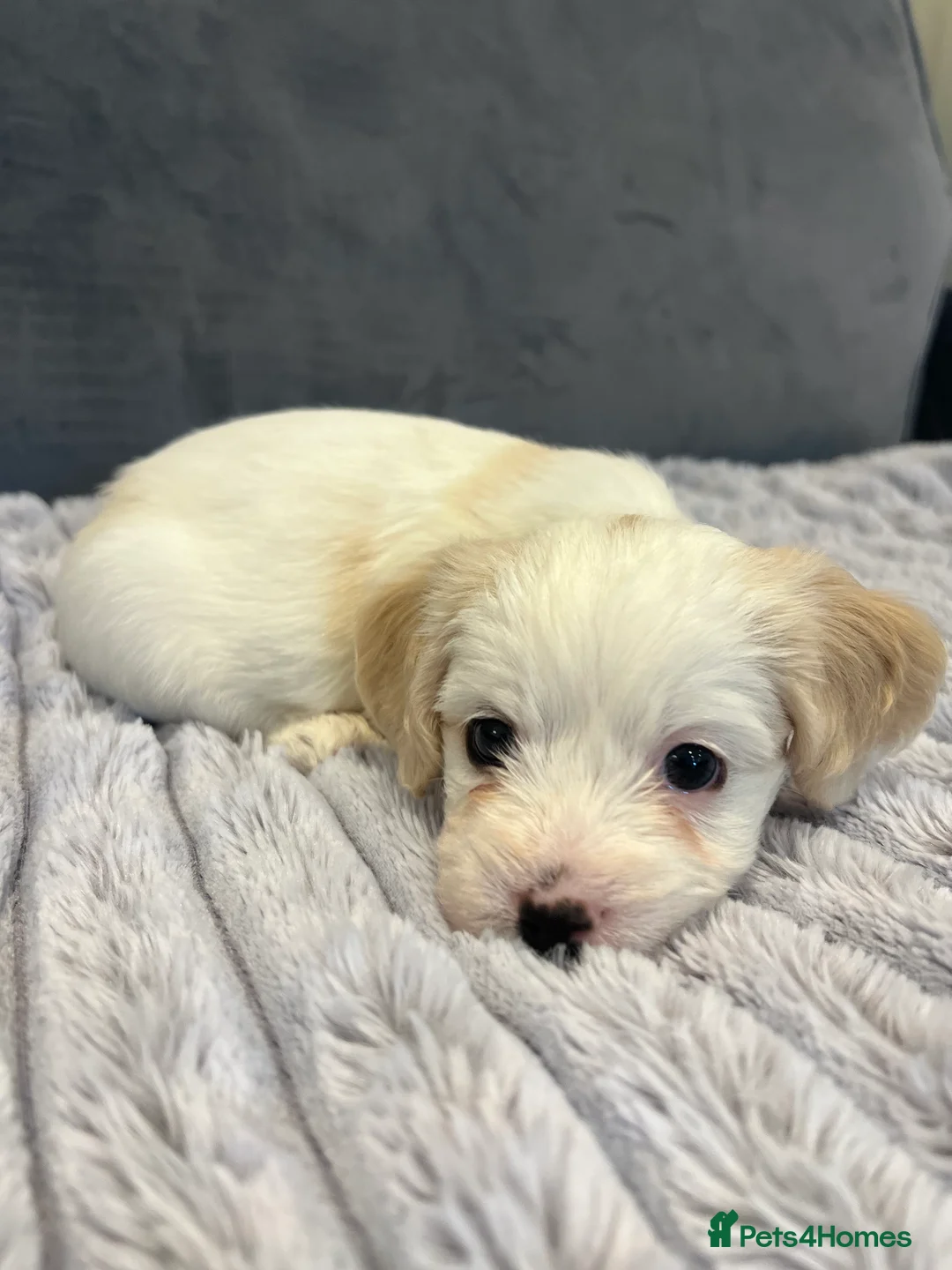 Cavachon dogs for sale: 🐶 Adorable Cavachon Puppies for Sale! 🐾 - Advert 16