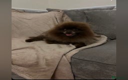 Pomeranian dogs for sale: Chocolate Pomeranian boys - Image 12