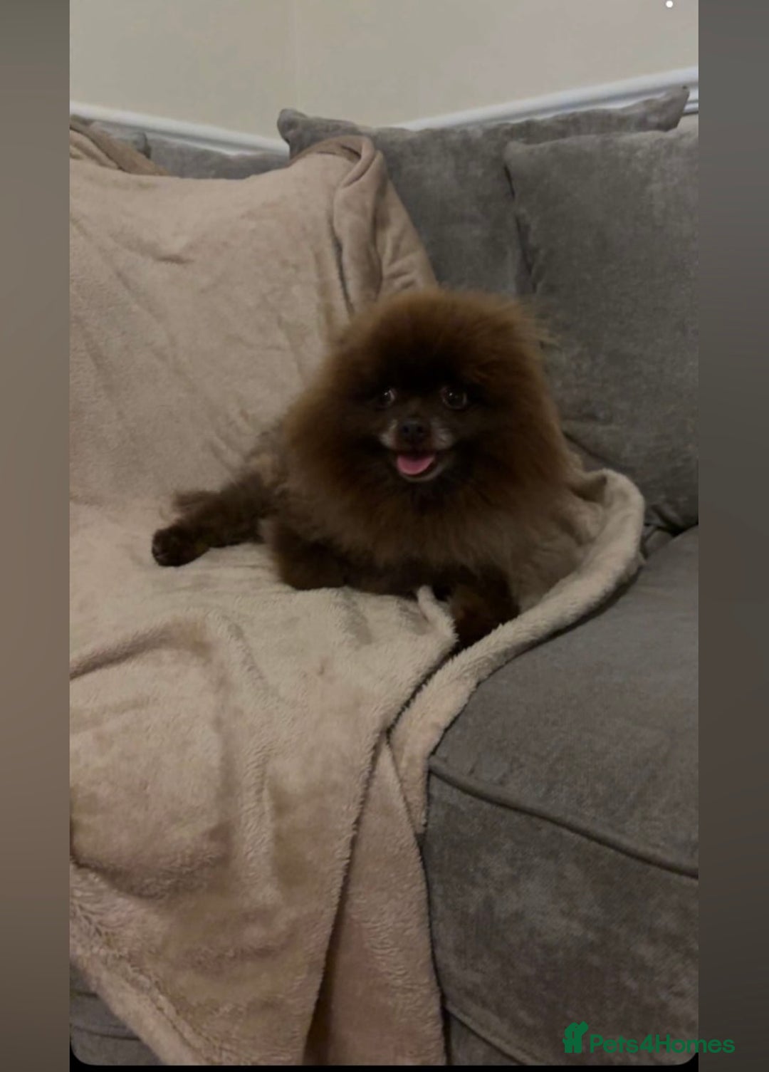 Pomeranian dogs for sale: Chocolate Pomeranian boys - Image 12