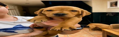 Labrador Retriever 6