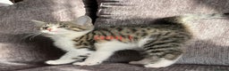 Mixed Breed cats for sale: Amazing kittens for sale  - Advert 16