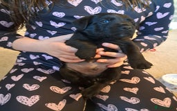 Mixed Breed dogs for sale: Splurcherpoo puppys - Image 16