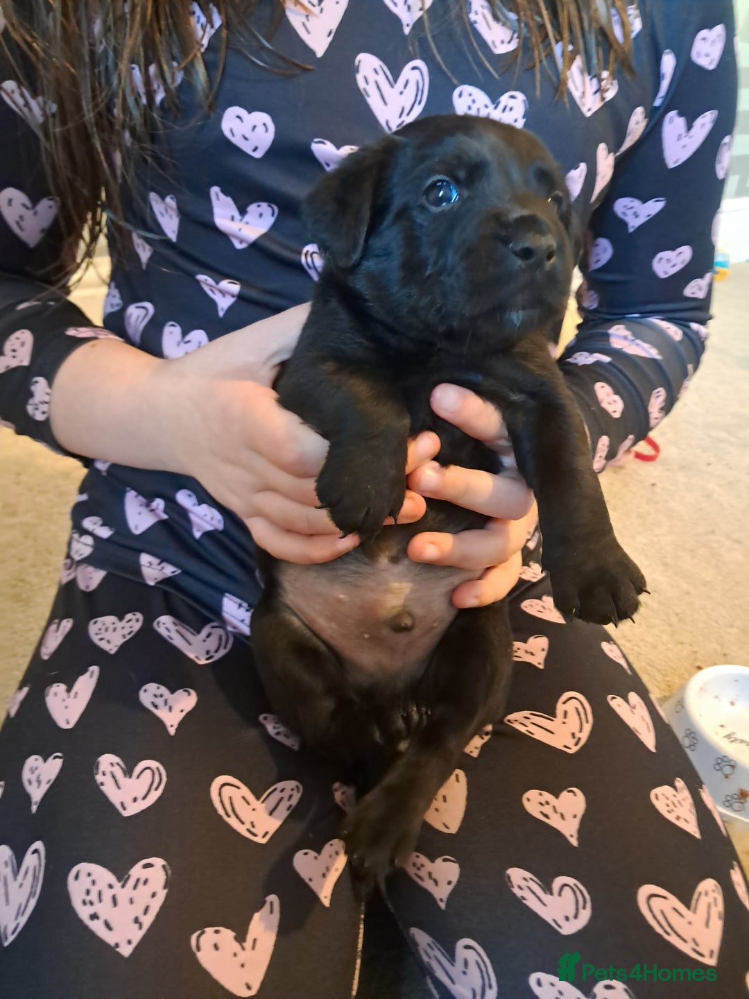 Mixed Breed dogs for sale: Splurcherpoo puppys - Image 16