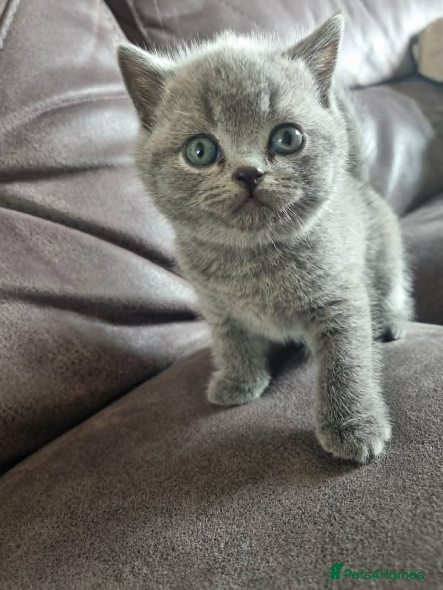 British Shorthair cats Beautiful litter of British shorthair kittens - Advert 9