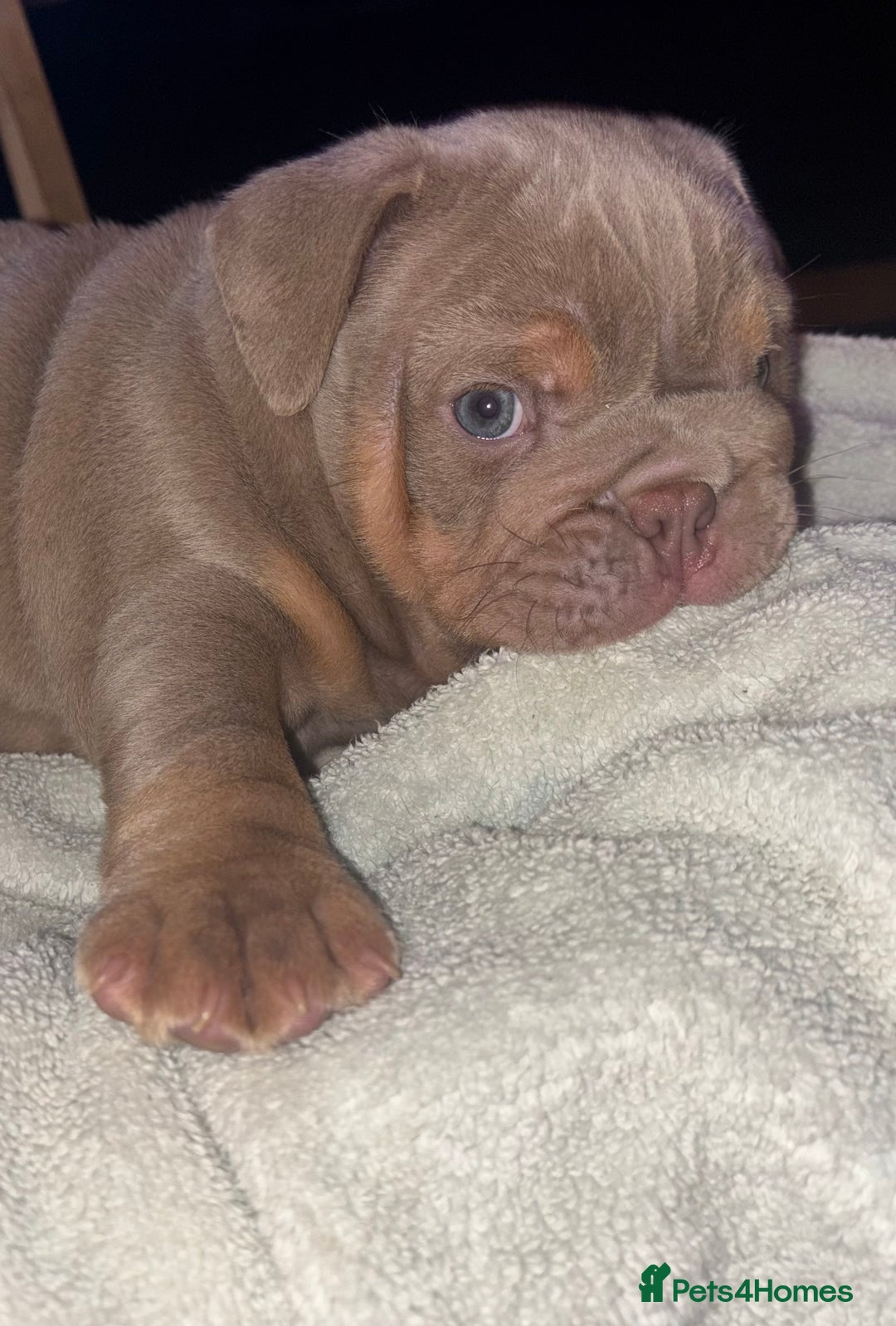 English Bulldog dogs for sale: 2 English bulldog 'lilac' puppies READY 8TH DEC 25 - Advert 21