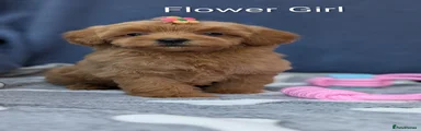 Maltipoo 1
