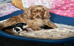 Cocker Spaniel dogs for sale: Expecting a Stunning Show Cocker Spaniel litter - Image 6