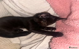 Mixed Breed cats for sale: Tabby and black kittens  - Advert 23