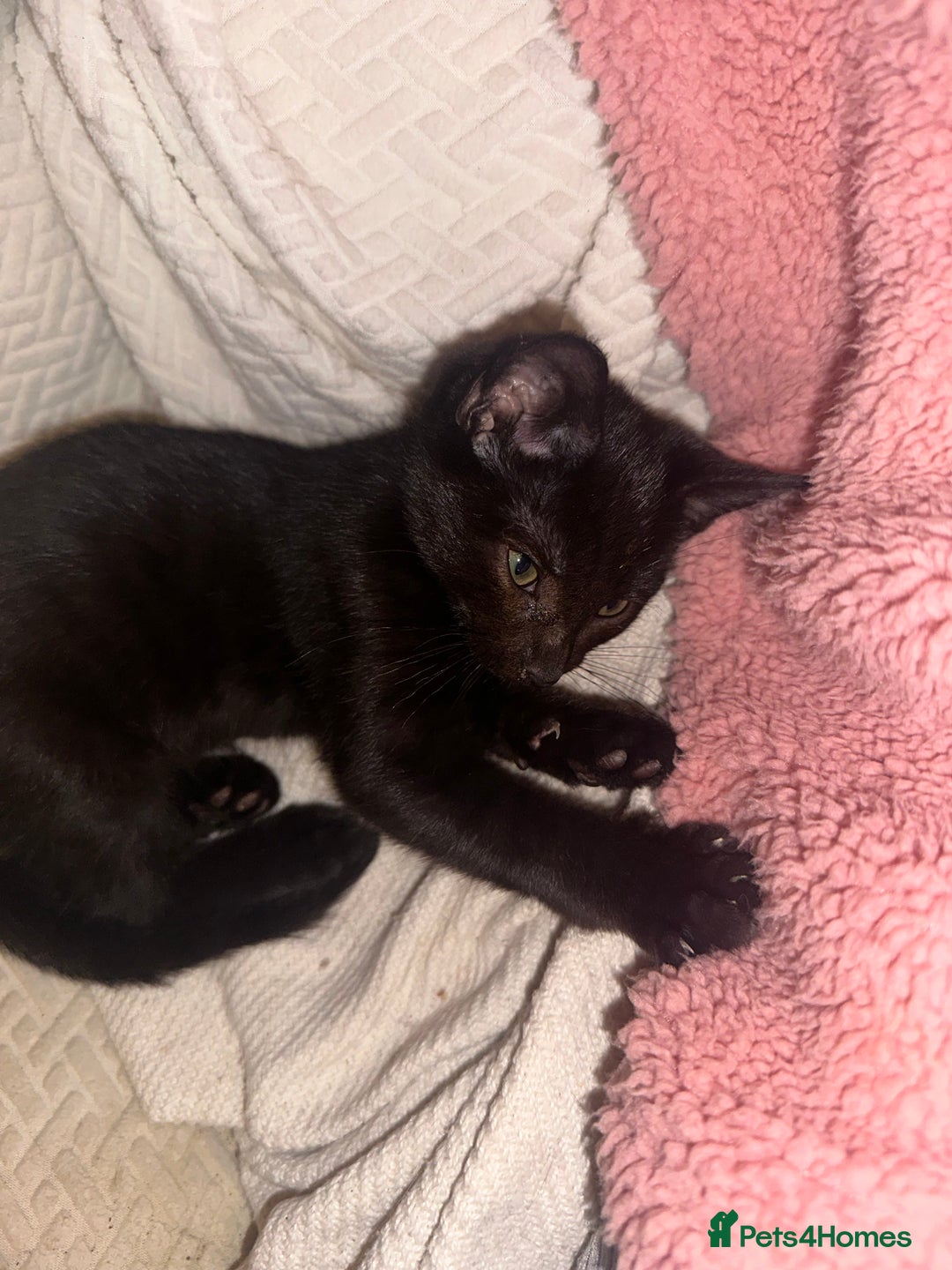 Mixed Breed cats for sale: Tabby and black kittens  - Advert 23