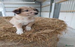 Border Collie dogs for sale: Beautiful long hair puppies  - Image 9