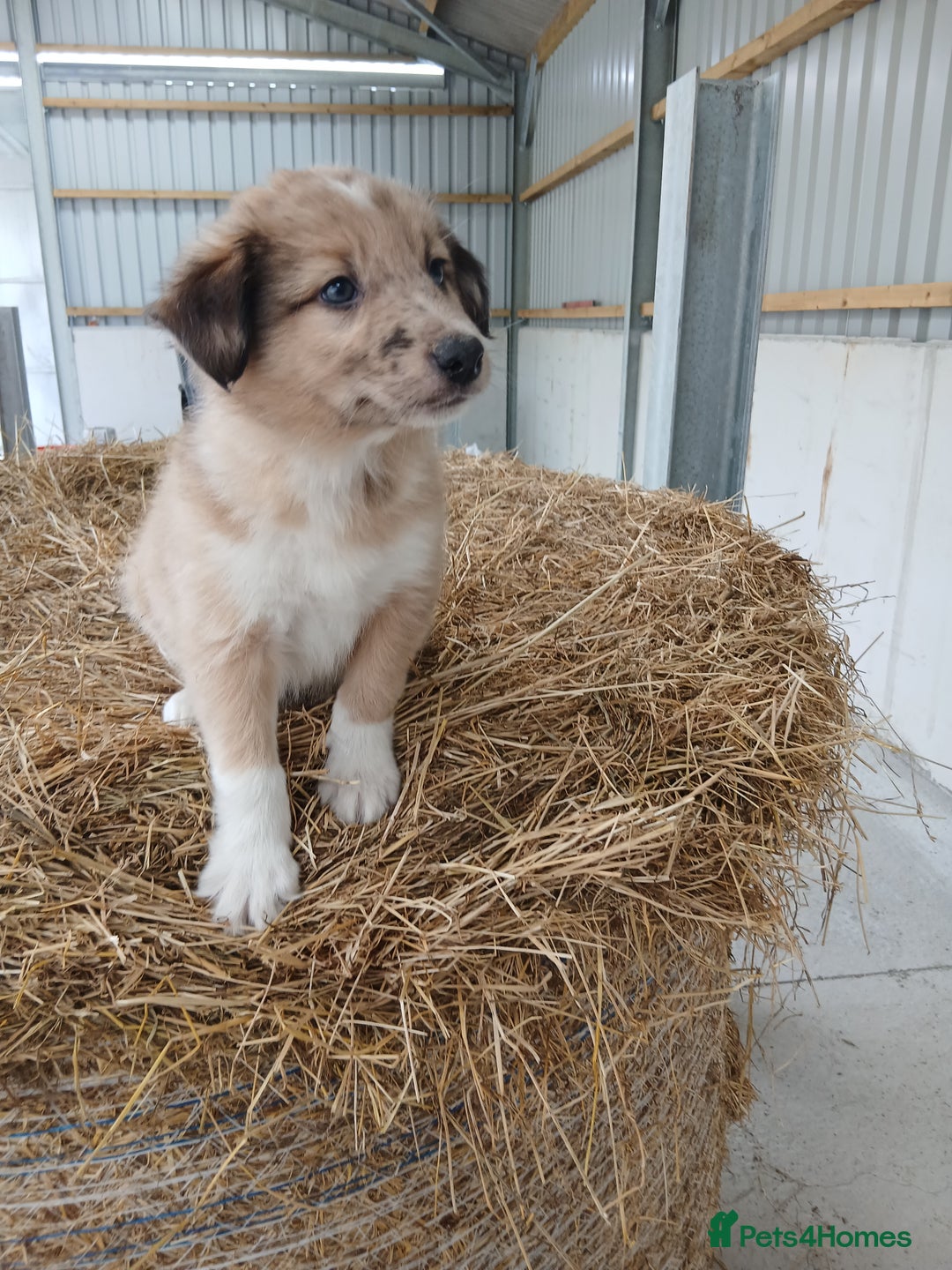 Border Collie dogs for sale: Beautiful long hair puppies  - Image 9