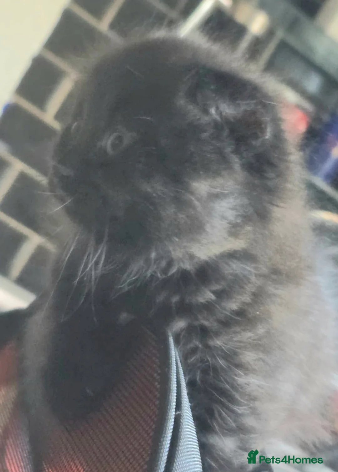 Scottish Fold cats for sale: Beautiful Scottish fold kittens readyto leave - Advert 2