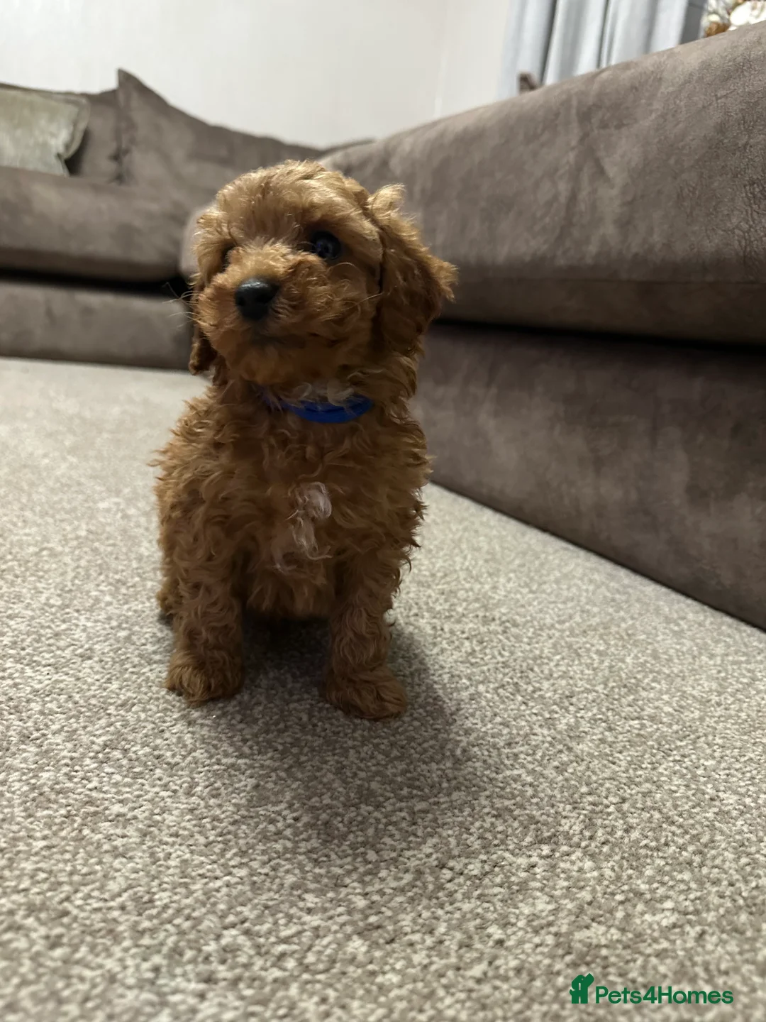 Toy Poodle dogs for sale: Toypoodle💙champion bloodline,kc,dna clear parent  - Advert 1