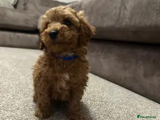 Toy Poodle dogs Toypoodle💙champion bloodline,kc,dna clear parent - Advert 2