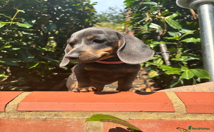 Miniature Dachshund dogs - Advert 2