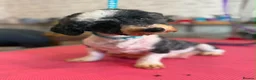 Shihpoo dogs for sale: Stunning Shihpoo Puppies Ready Now - Advert 9