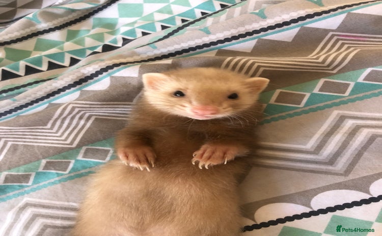 Ferret rodents - Advert 1