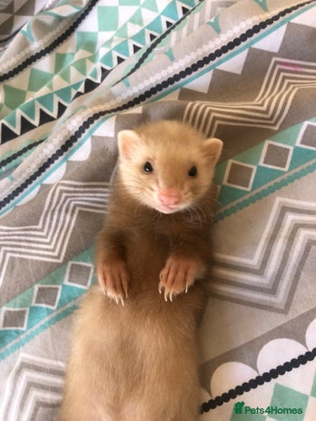 Ferret rodents - Advert 4