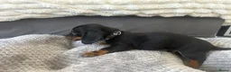 Miniature Dachshund dogs for sale: Miniature Daschund Pups for loving homes - Advert 35