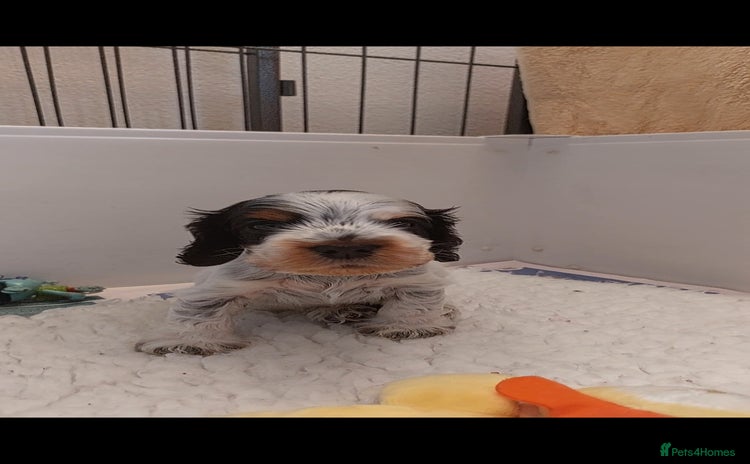 Cocker Spaniel dogs - Advert 8