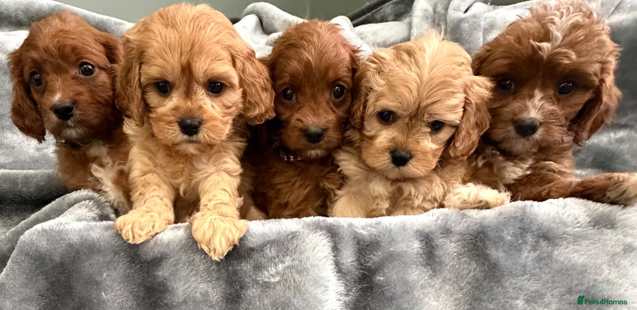 Cavapoo dogs EXCEPTIONAL EXTENSIVELY HEALTH TESTED CAVAPOOS  - Advert 2