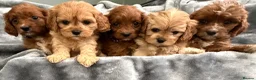 Cavapoo dogs for sale: HOUSE TRAINED EXTENSIVELY HEALTH TESTED CAVAPOOS  - Advert 3