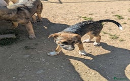 Mixed Breed dogs for adoption: Mac is looking for a family with another dog! - Image 4