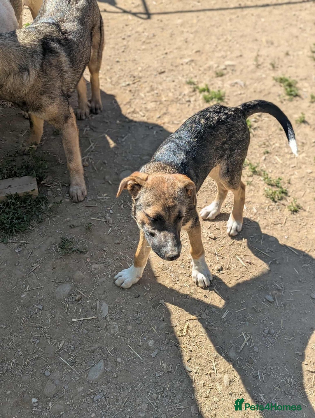Mixed Breed dogs for adoption: Mac is looking for a family with another dog! - Image 4