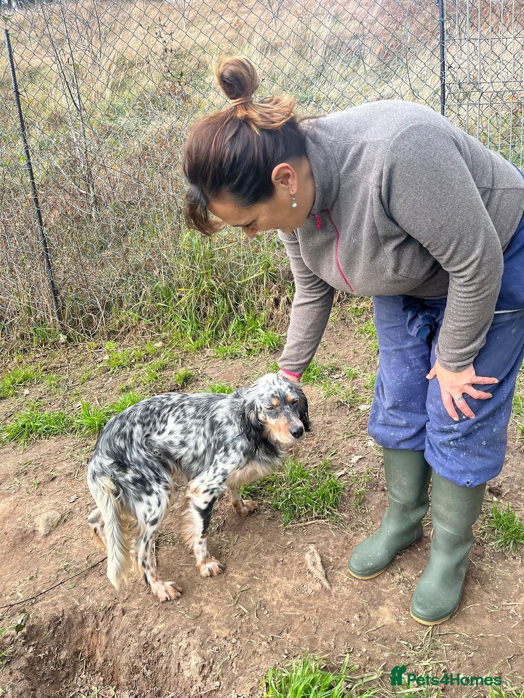 English Setter dogs for adoption: Lucera  - Advert 4