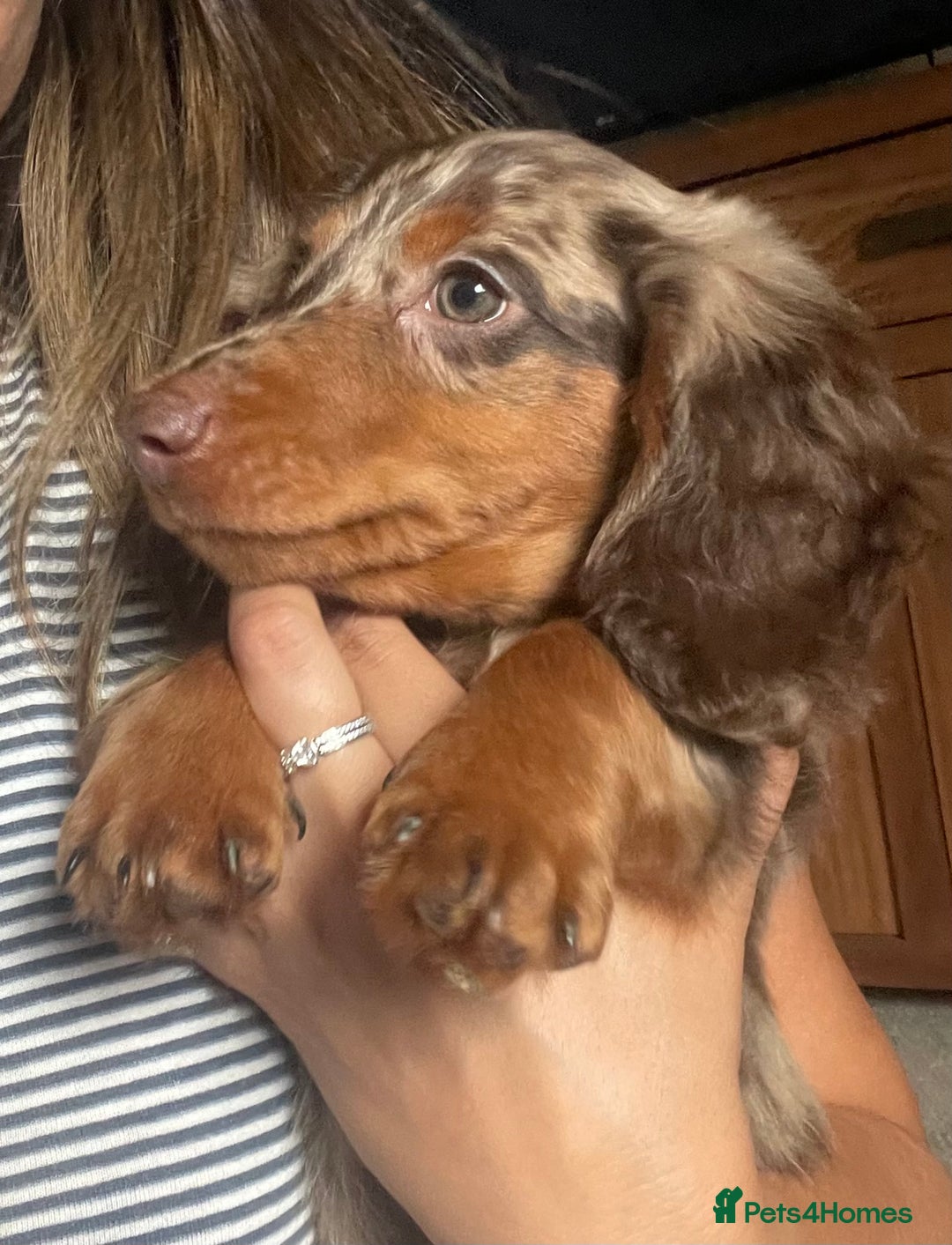 Dachshund dogs for sale: boy 12weeks old looking for forever home - Image 2