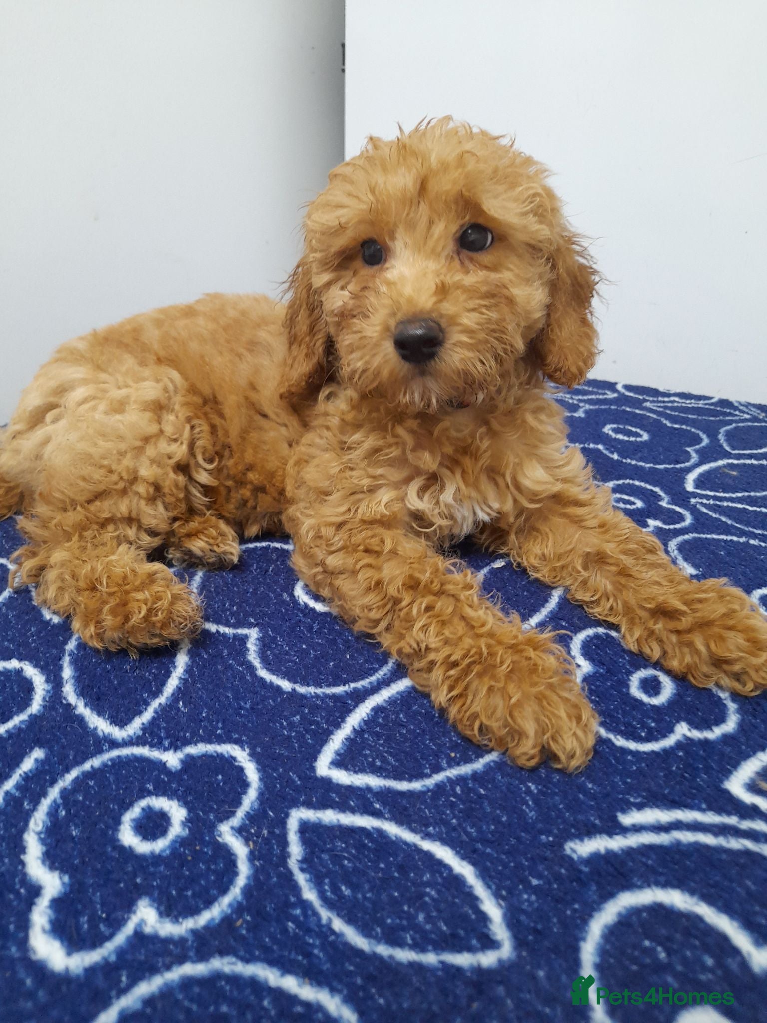 Miniature Poodle dogs Beautiful miniature poodle puppies ready now - Advert 4