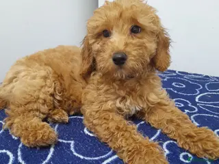 Miniature Poodle dogs Beautiful miniature poodle puppies ready now - Advert 3