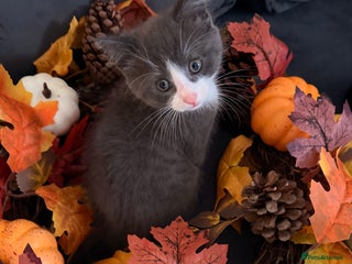 Mixed Breed cats This is tiny Tim last of the litter - Advert 1