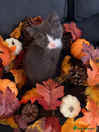 Mixed Breed cats This is tiny Tim last of the litter - Advert 1